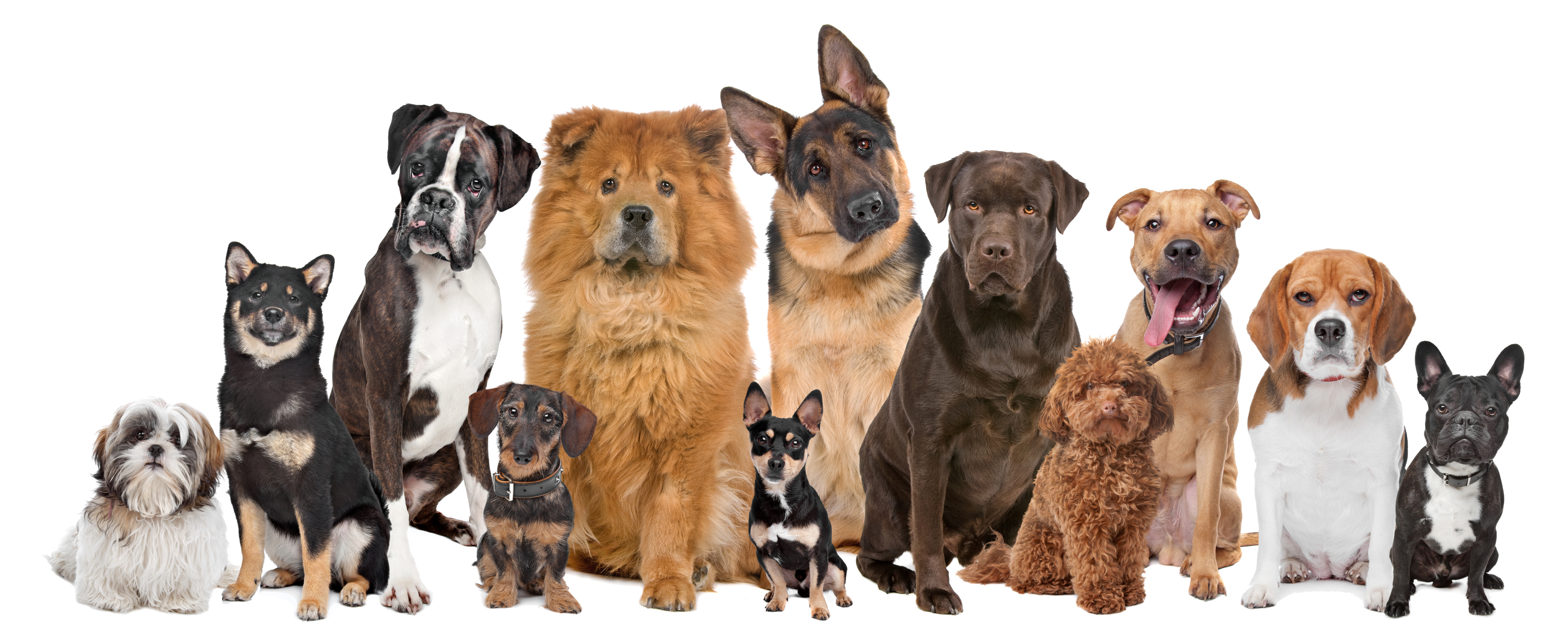 columbia county dog shelter